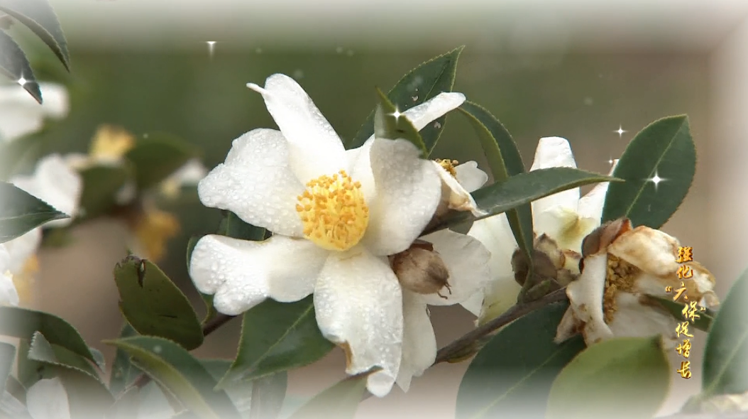 强化六保促增长72黄袍山油茶产业园成脱贫致富园