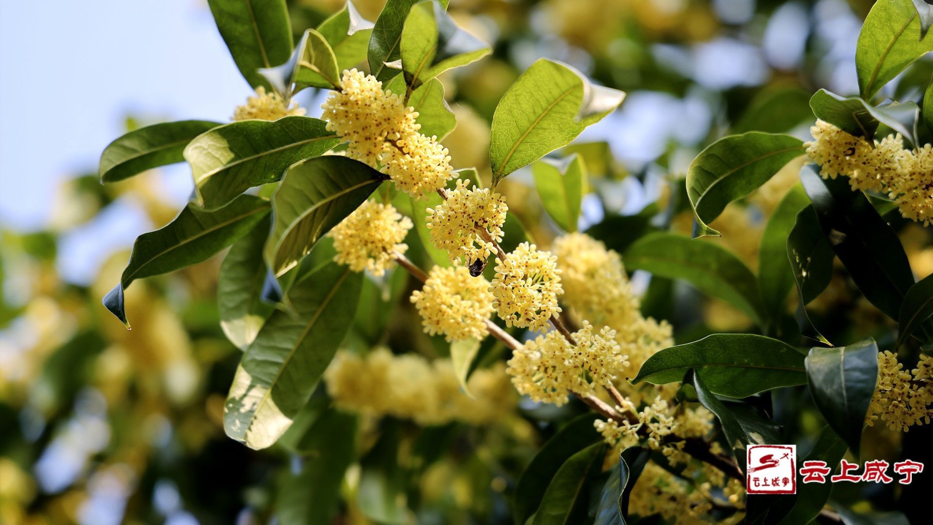 咸宁桂花迎来最佳观赏期错过再等一年