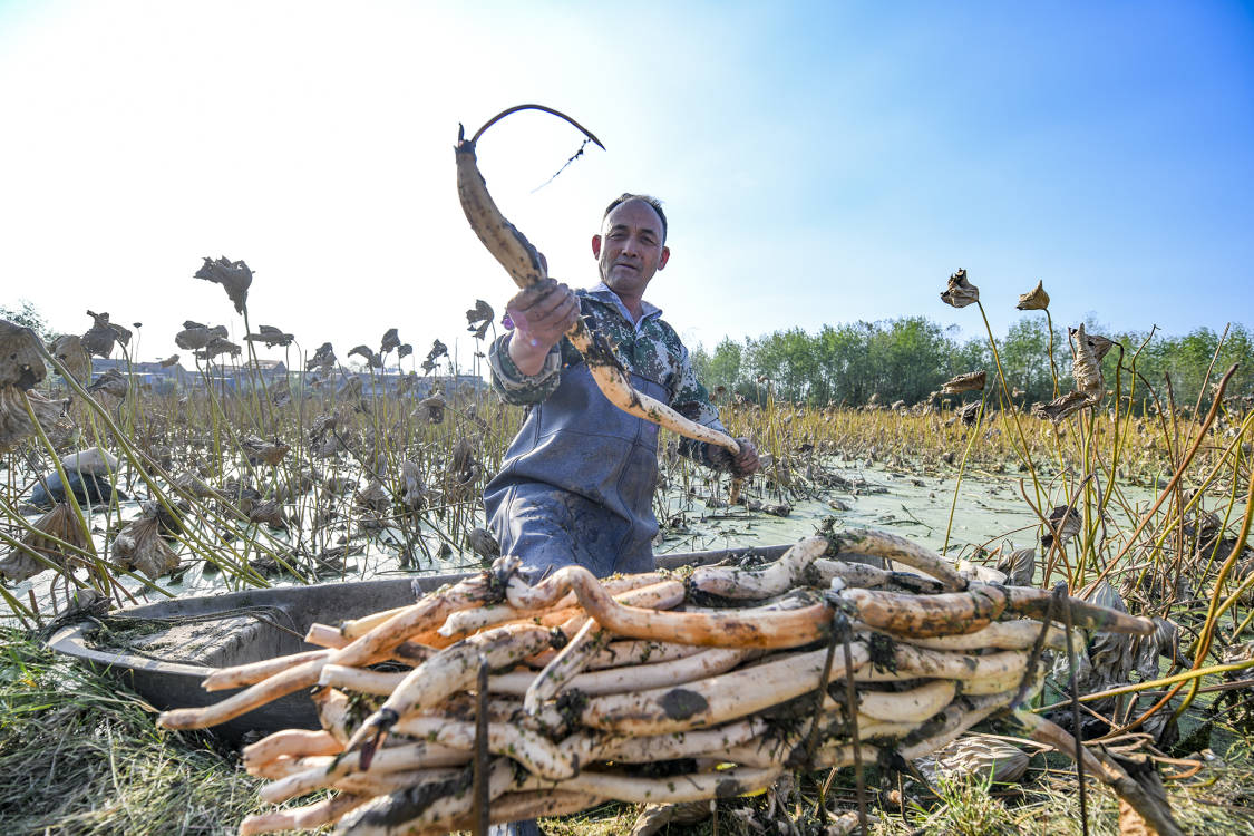 陆溪镇齐家湖野生莲藕培育基地由武汉大学湖北省莲藕工程技术研究中心