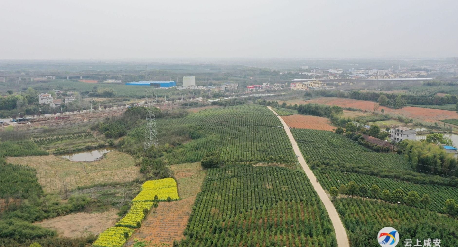 贺胜桥镇采茶忙不负春光好时节