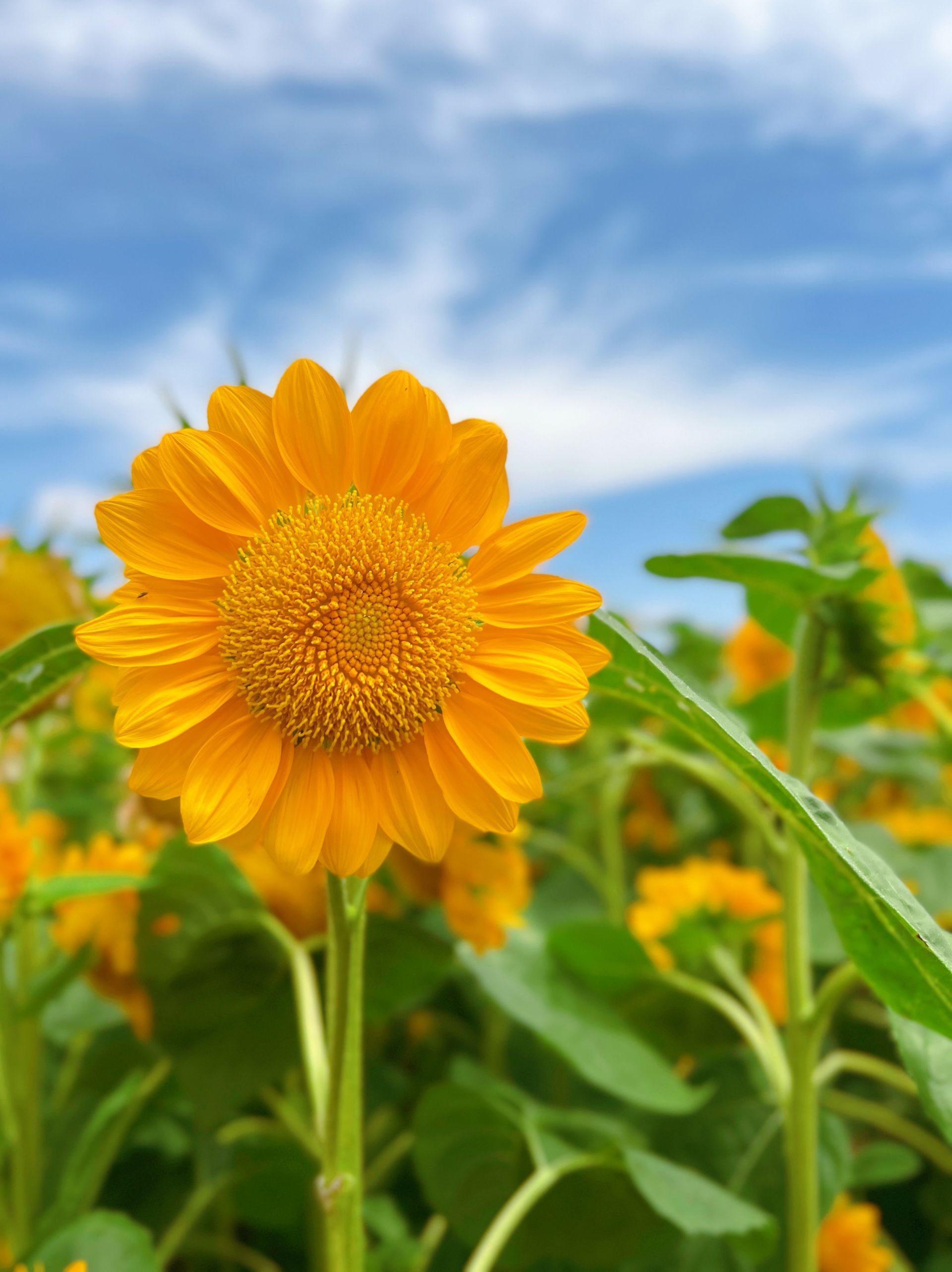 家门口的向日葵花海人民广场向日葵正盛开花期持续到七月中旬