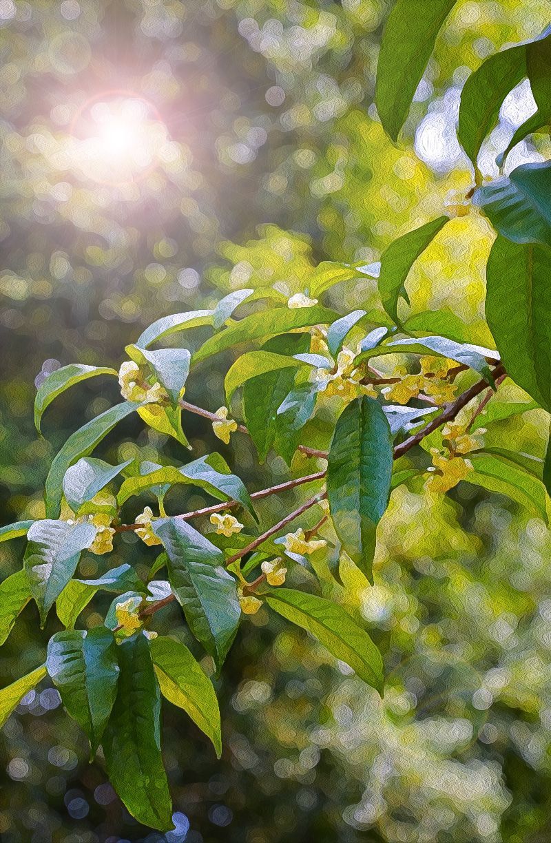 组图| 咸宁的桂花开了,一波油画壁纸等你领取!_云上咸宁