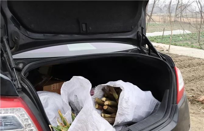 一样也是在忙活着甘蔗,张楚才用刀将甘蔗砍成一节一节的,装进麻袋里