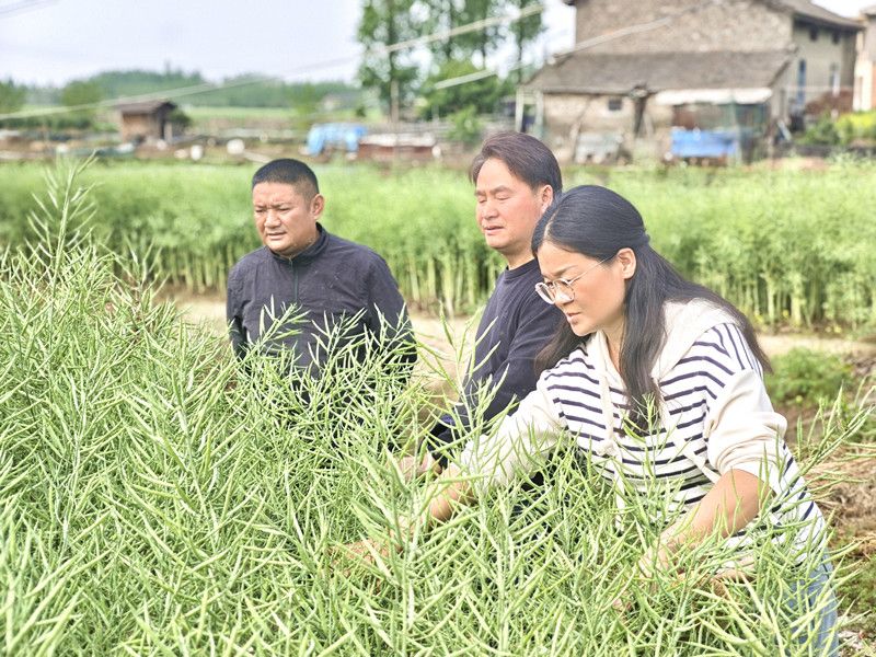 熊猫体育app下载：解码虾稻田埂种植油菜的潜江途径(图2)