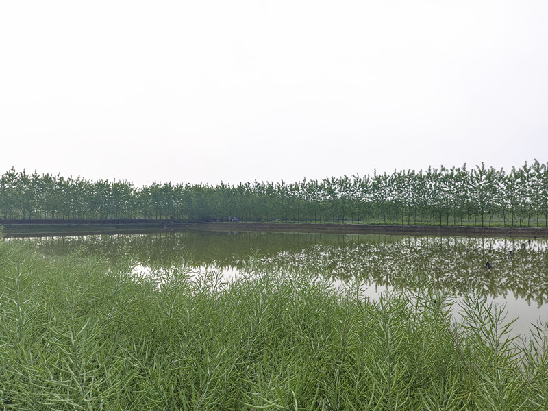 熊猫体育app下载：解码虾稻田埂种植油菜的潜江途径(图1)