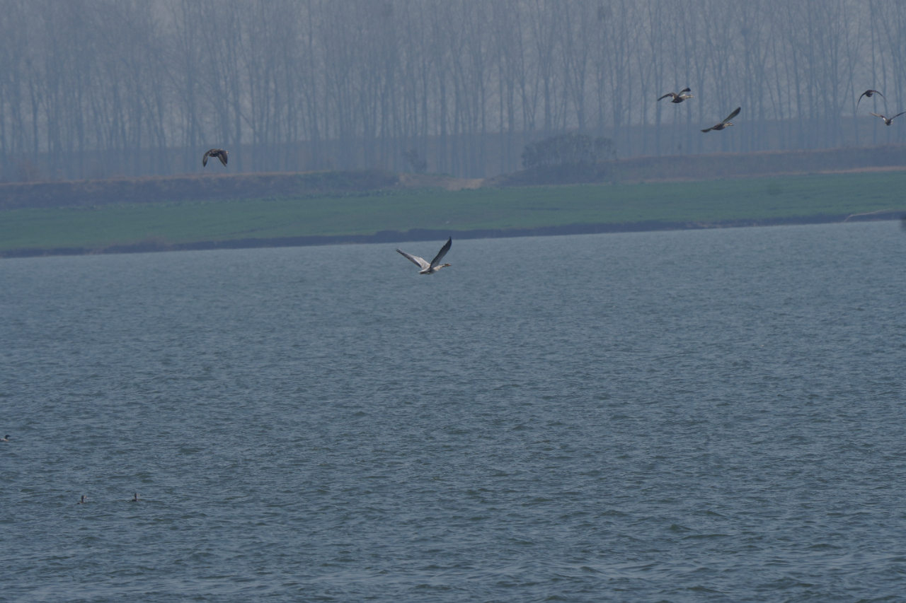 高原精灵斑头雁“打卡”潜江