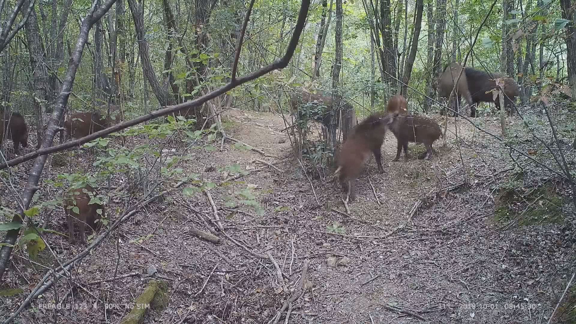 神農架:良好的生態環境使野生動物不斷增加