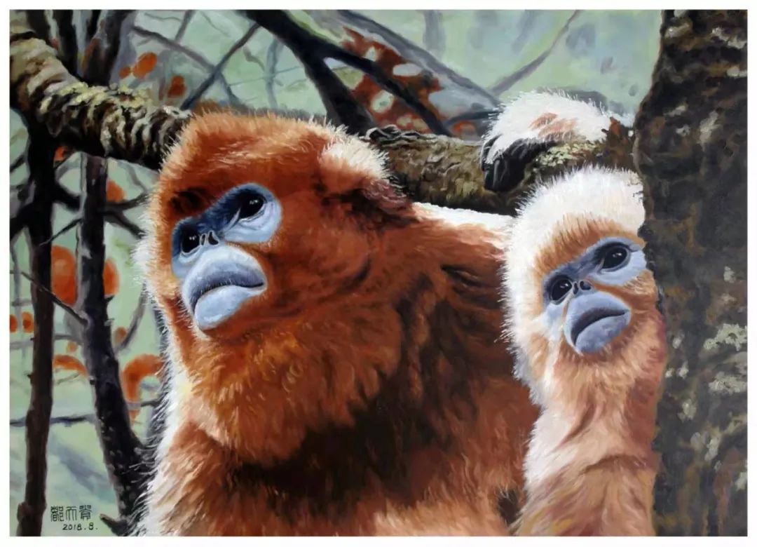 rhinopithecus):有5种,川金丝猴(模式种),滇金丝猴,黔金丝猴,越南