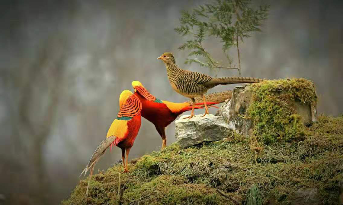 神农架为鸟类及其栖息地保护提供更加科学的数据