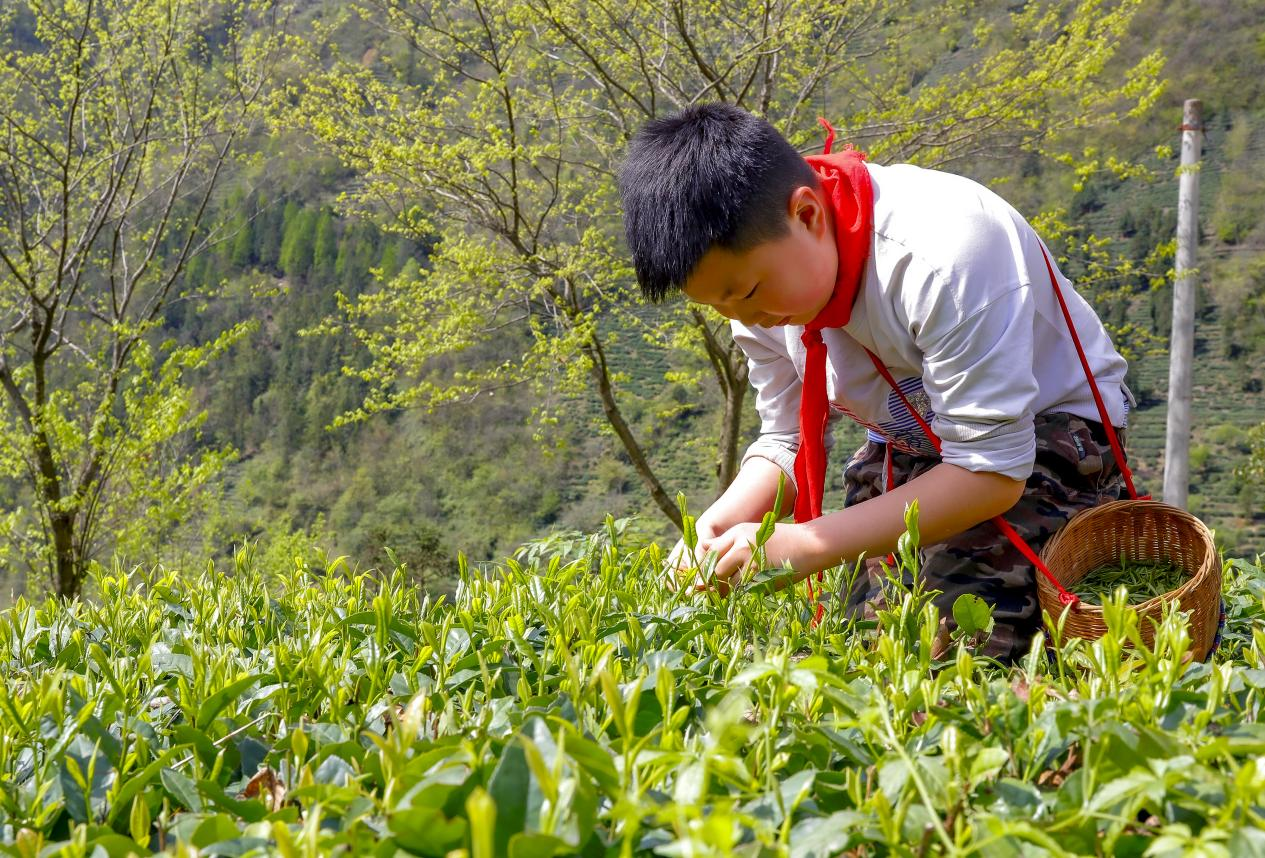 神农架学生劳动课搬进生态茶园