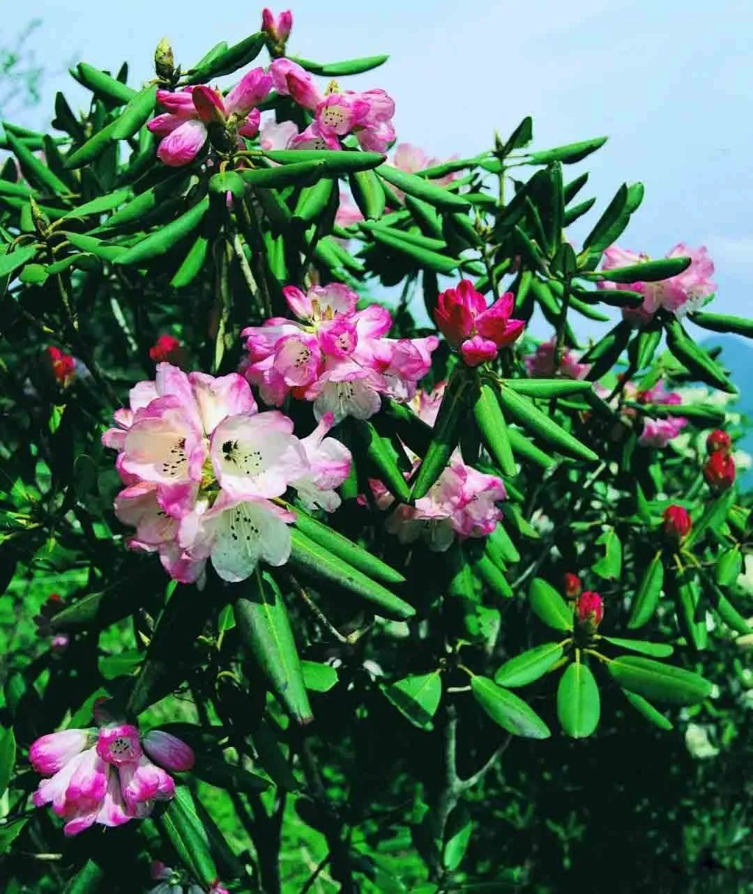 我在神农架等你从高山杜鹃开起