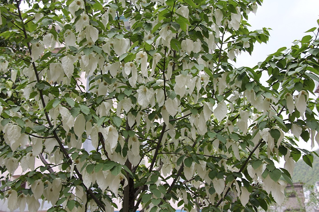 神农架鸽子花开迎客来