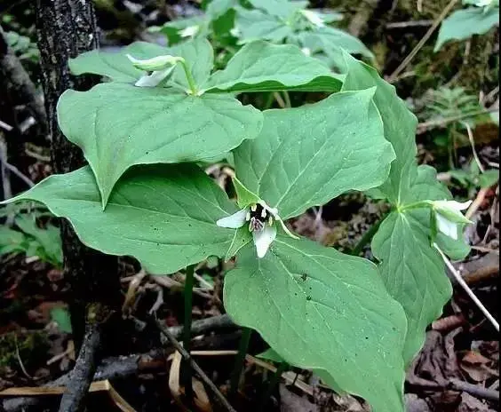 分別是重樓(七葉一枝花),蛇菰(文王一支筆),八角蓮(江邊一碗水)