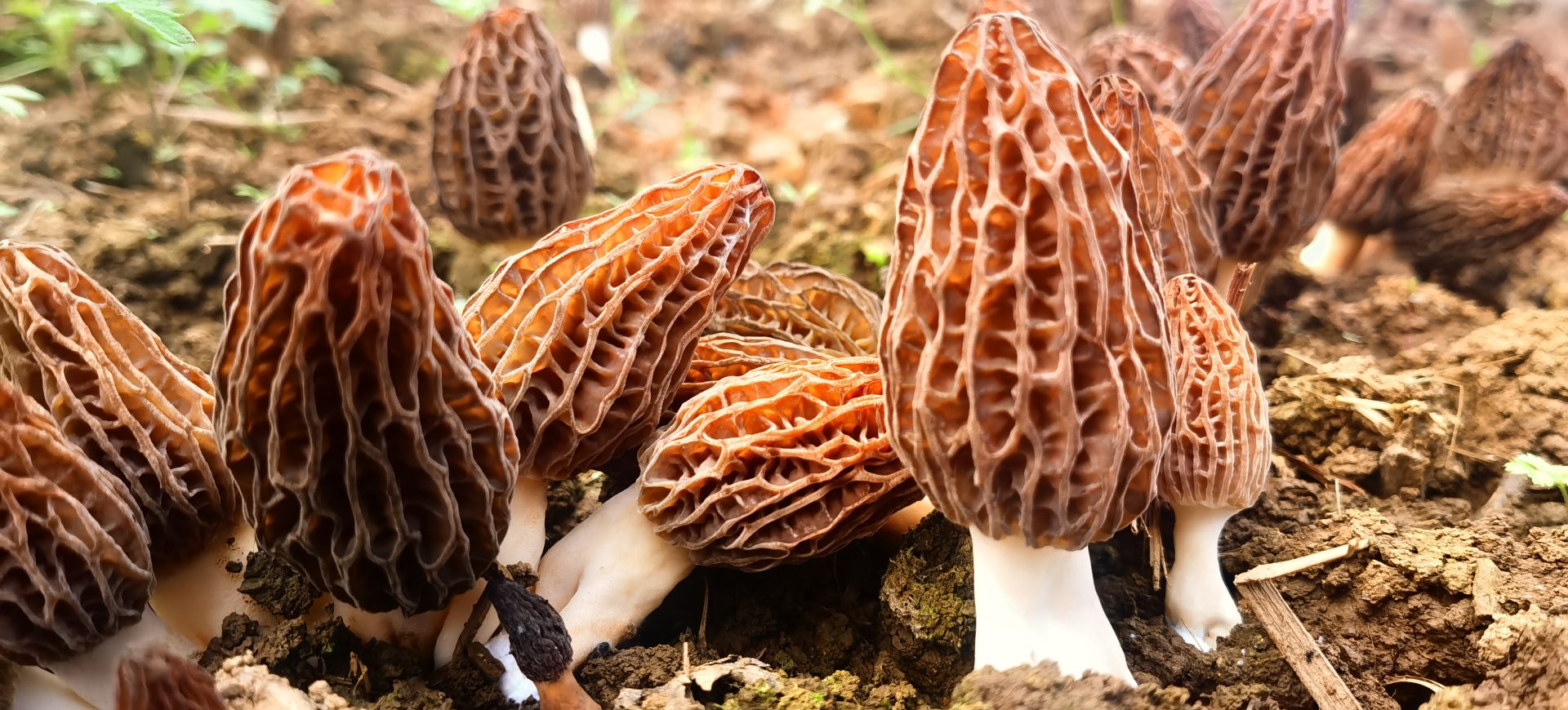 湖北神农架:阳日镇朝阳村羊肚菌抢"鲜"上市