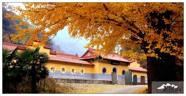 湖北 随州 大洪山风景名胜区 洪山禅寺 千年古银杏湖北 随州 大洪山