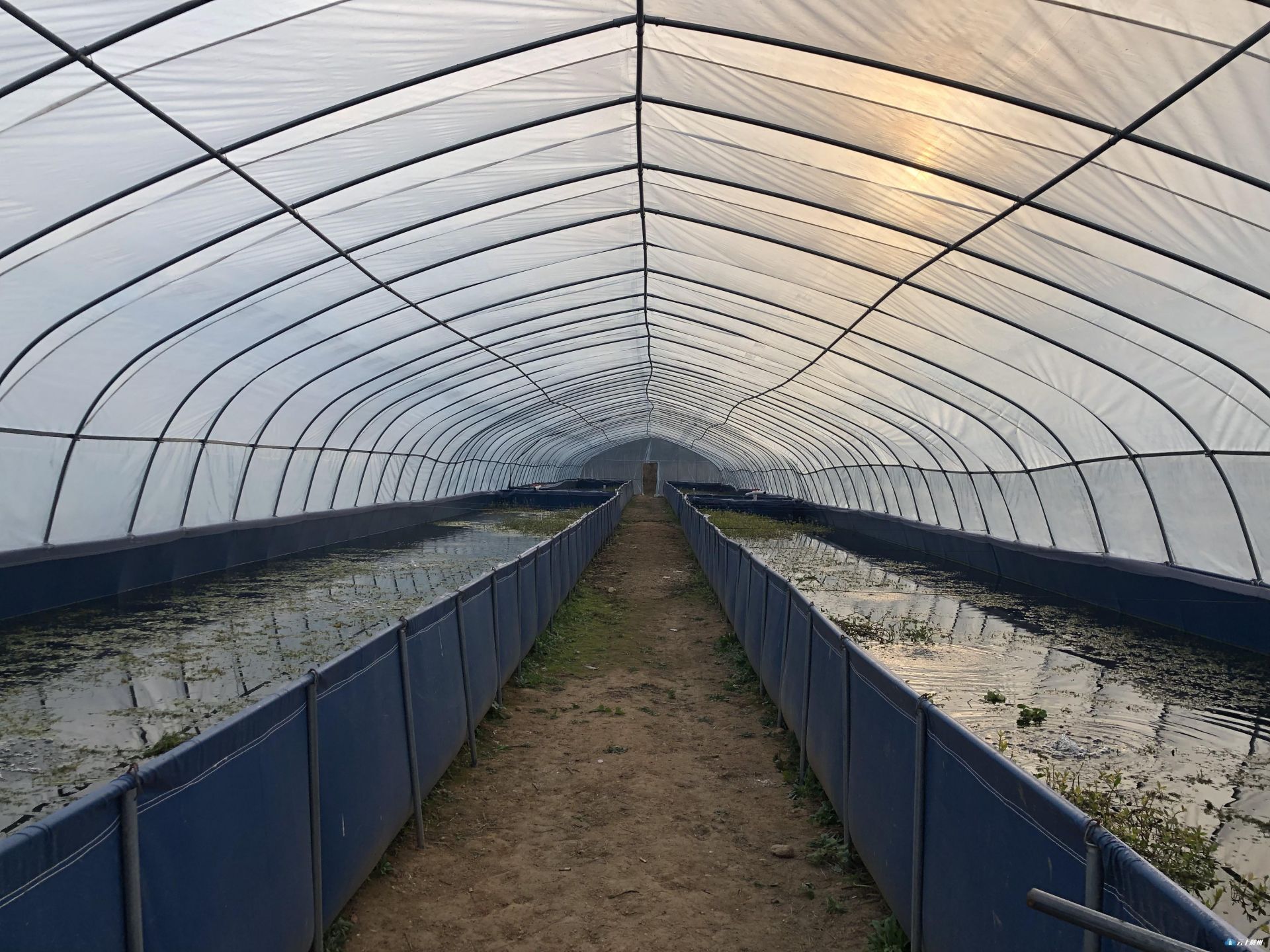 在随县万和镇合河村随万稻虾共育基地,8座大棚里的小龙虾和螃蟹正在