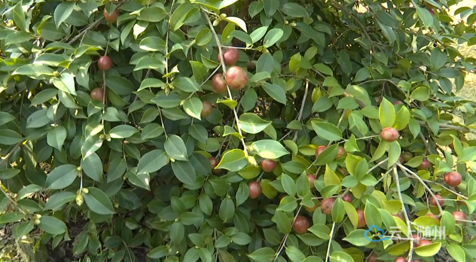 湖北随州油茶大丰收村民喜采致富果
