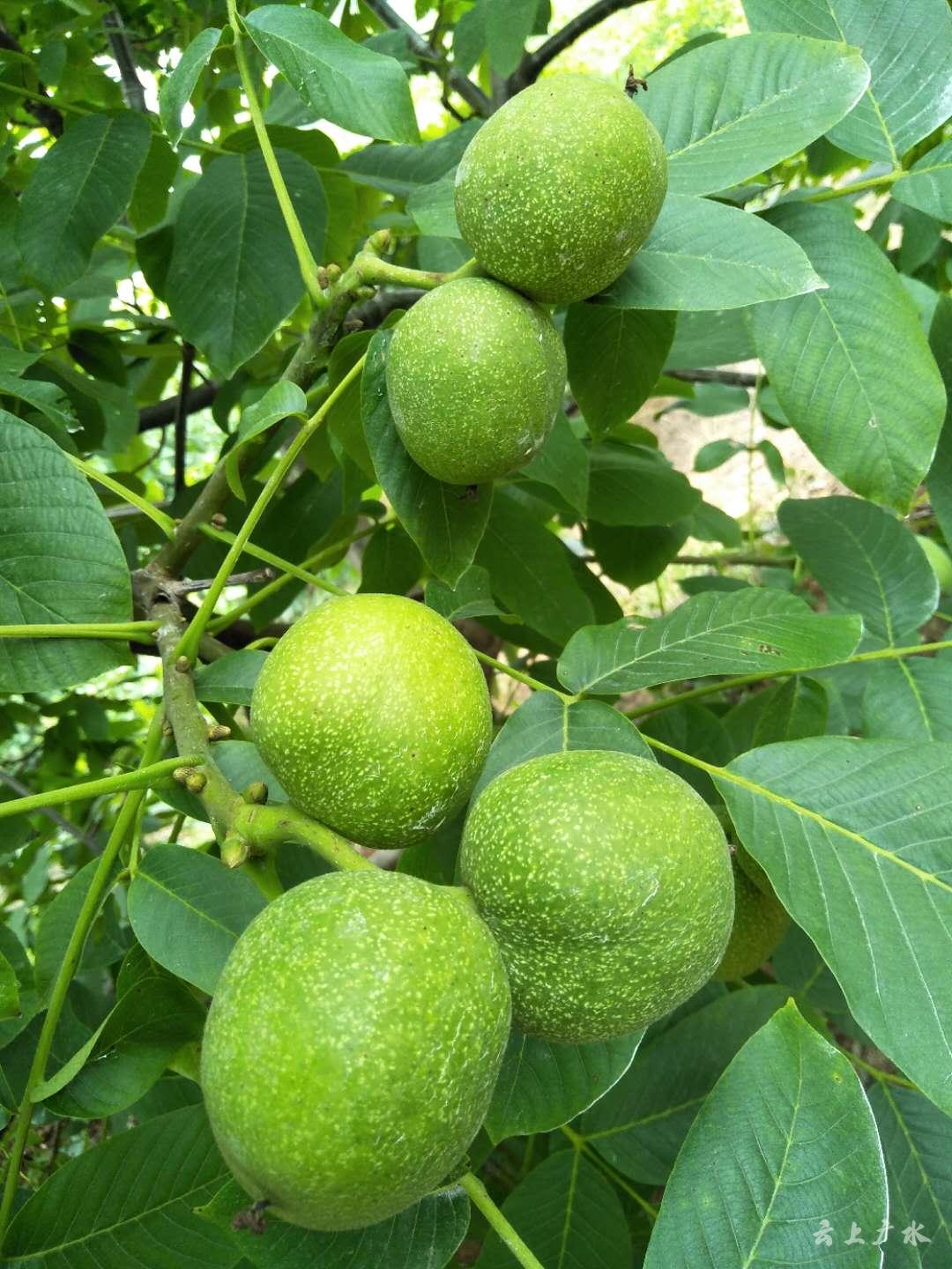 关庙千亩核桃丰收山场成绿色银行