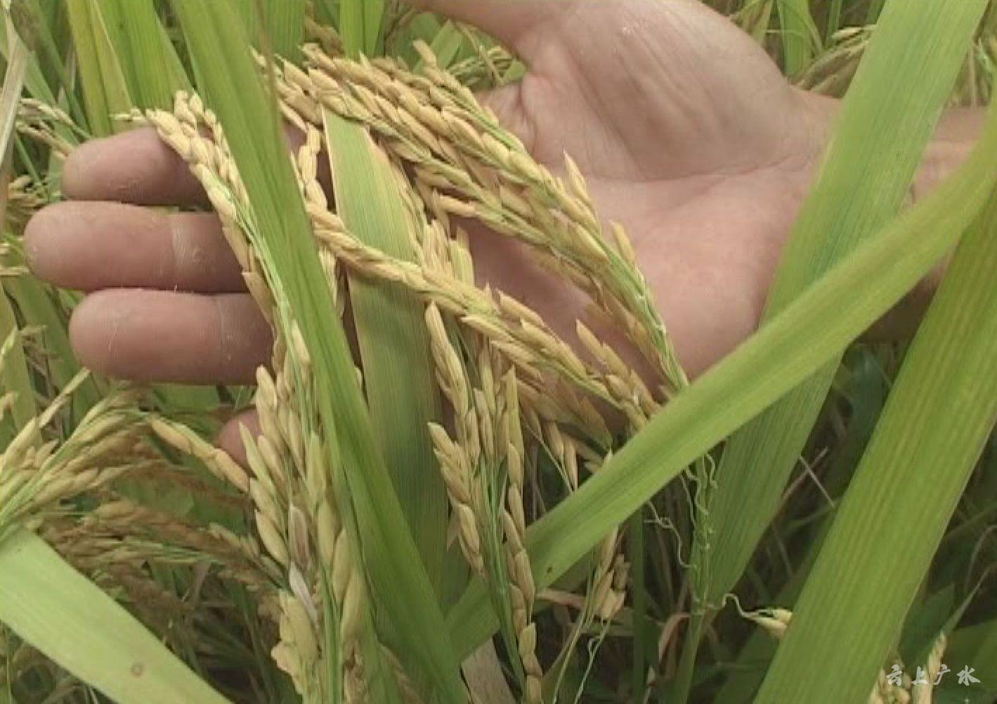 我市成功试种节水抗旱稻旱优73