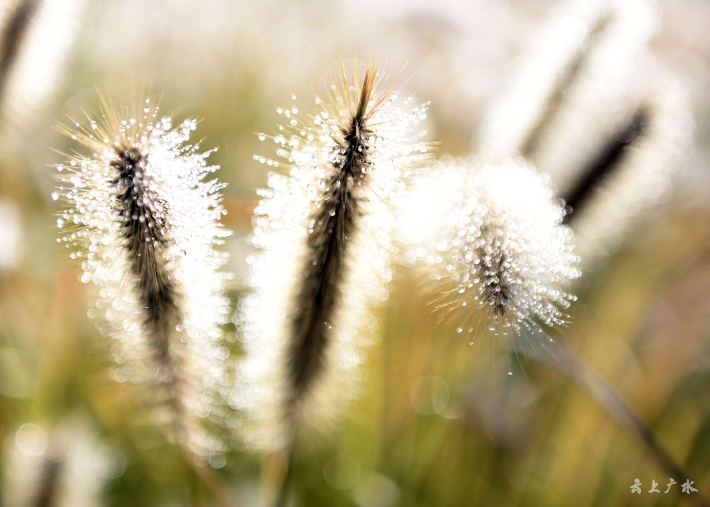 九连村的这种草 勾起了儿时的回忆.