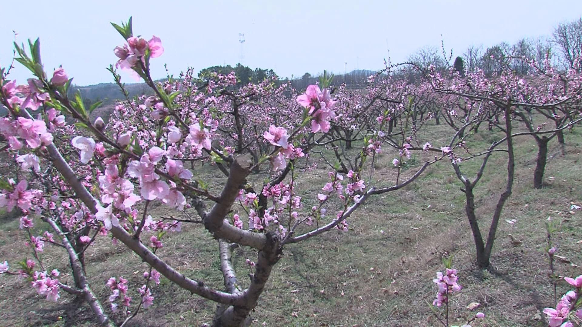 桃之夭夭灼灼其华郝店镇铁城村第一届桃花节吸引万名游客