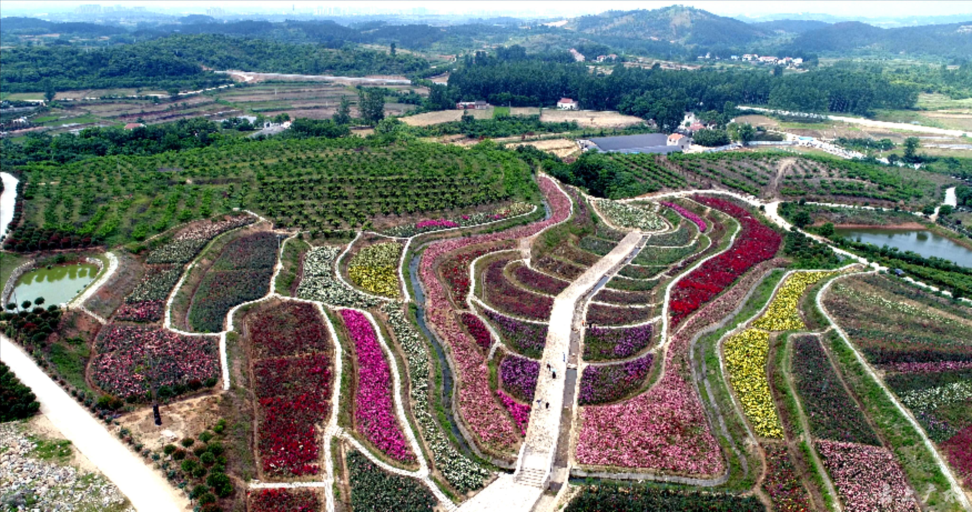 美丽乡村绽放美丽经济广水推进美丽乡村建设掠影