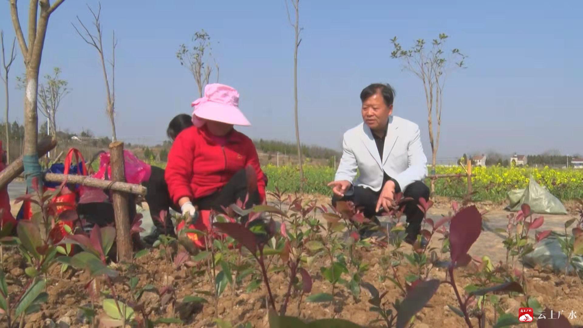 广水中懋王茂青图片图片