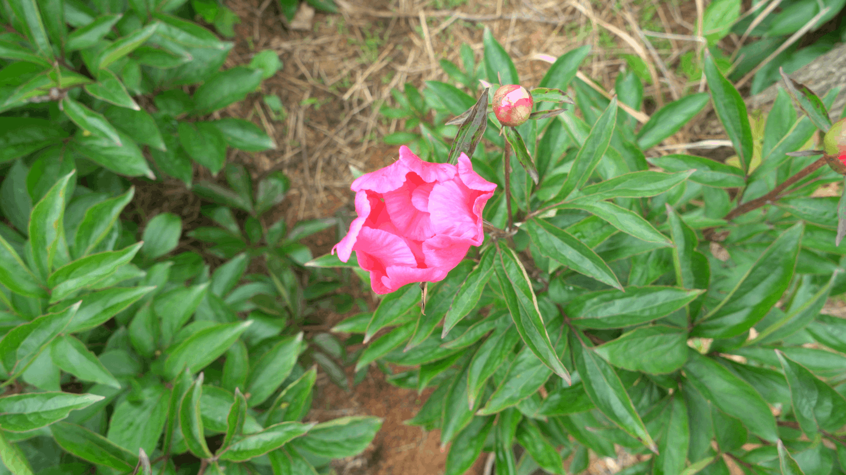 白芍的种植技术及产量