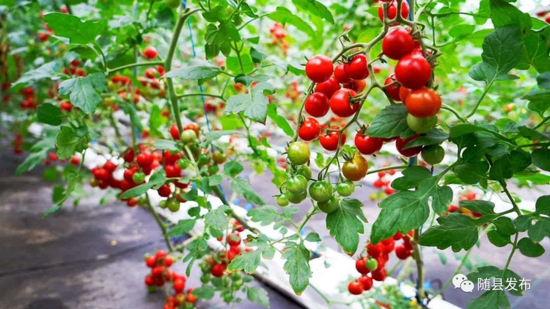 "去年,村集体大胆尝试,引进无土栽培技术尝试种植了一亩,几天前,开始