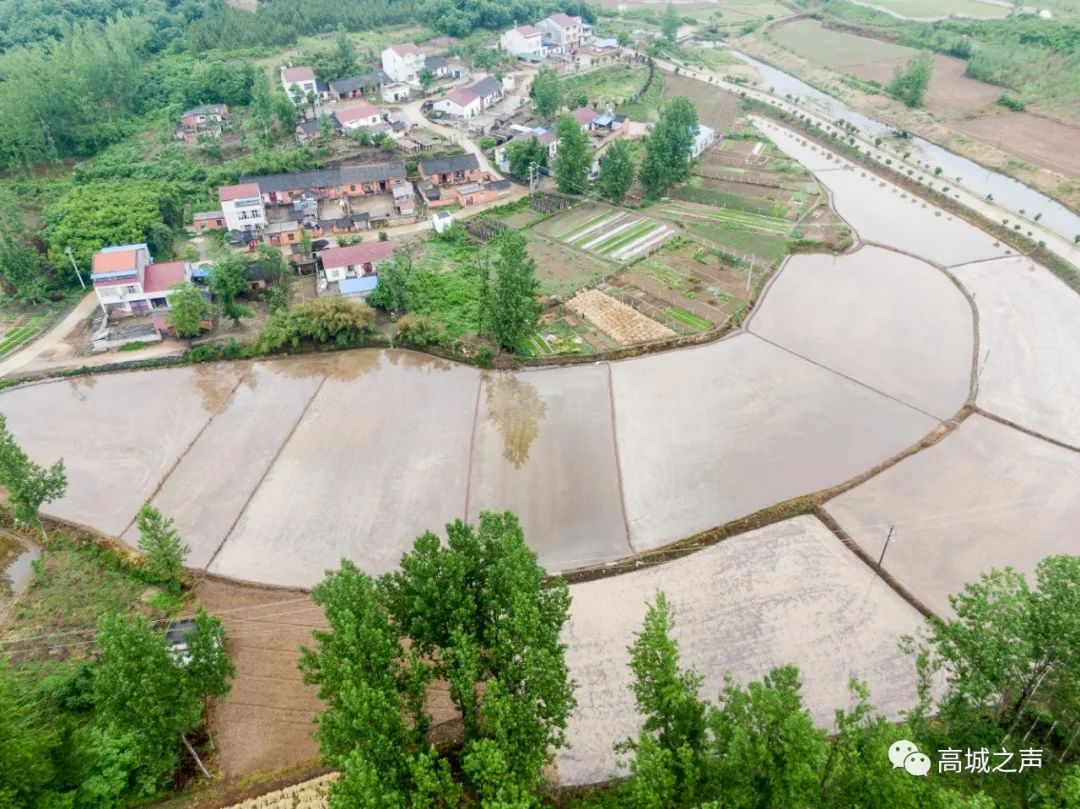 高城镇:畦亩霏霏雨 抢时不误秧_云上随县