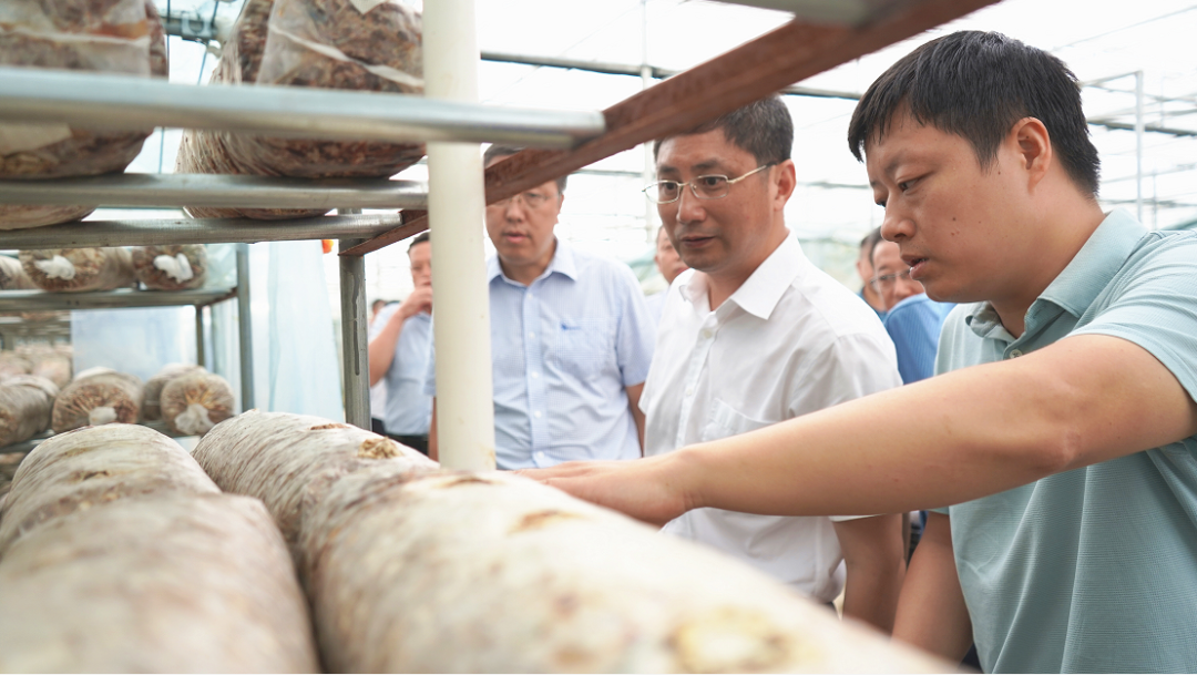 林常伦到随县调研香菇产业链工作