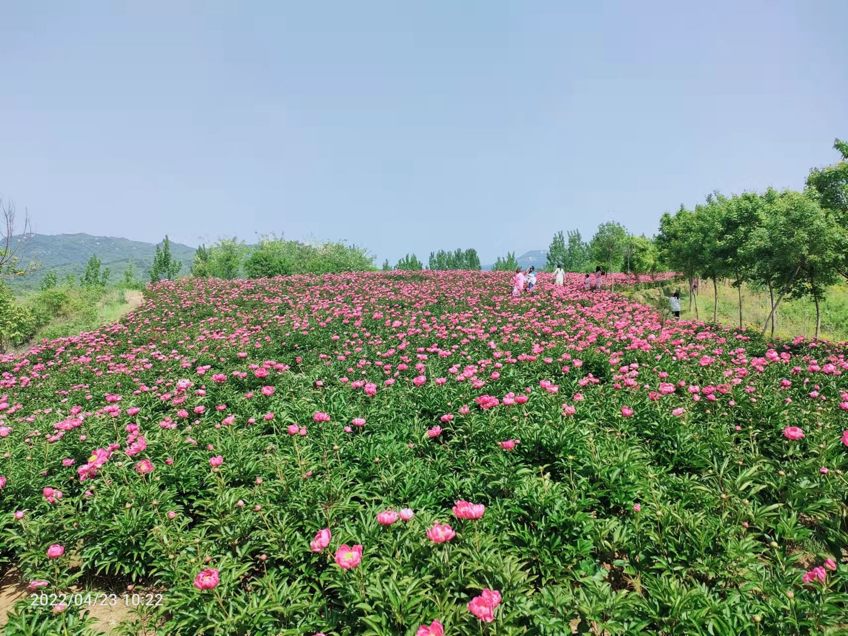 山芍药图片图片