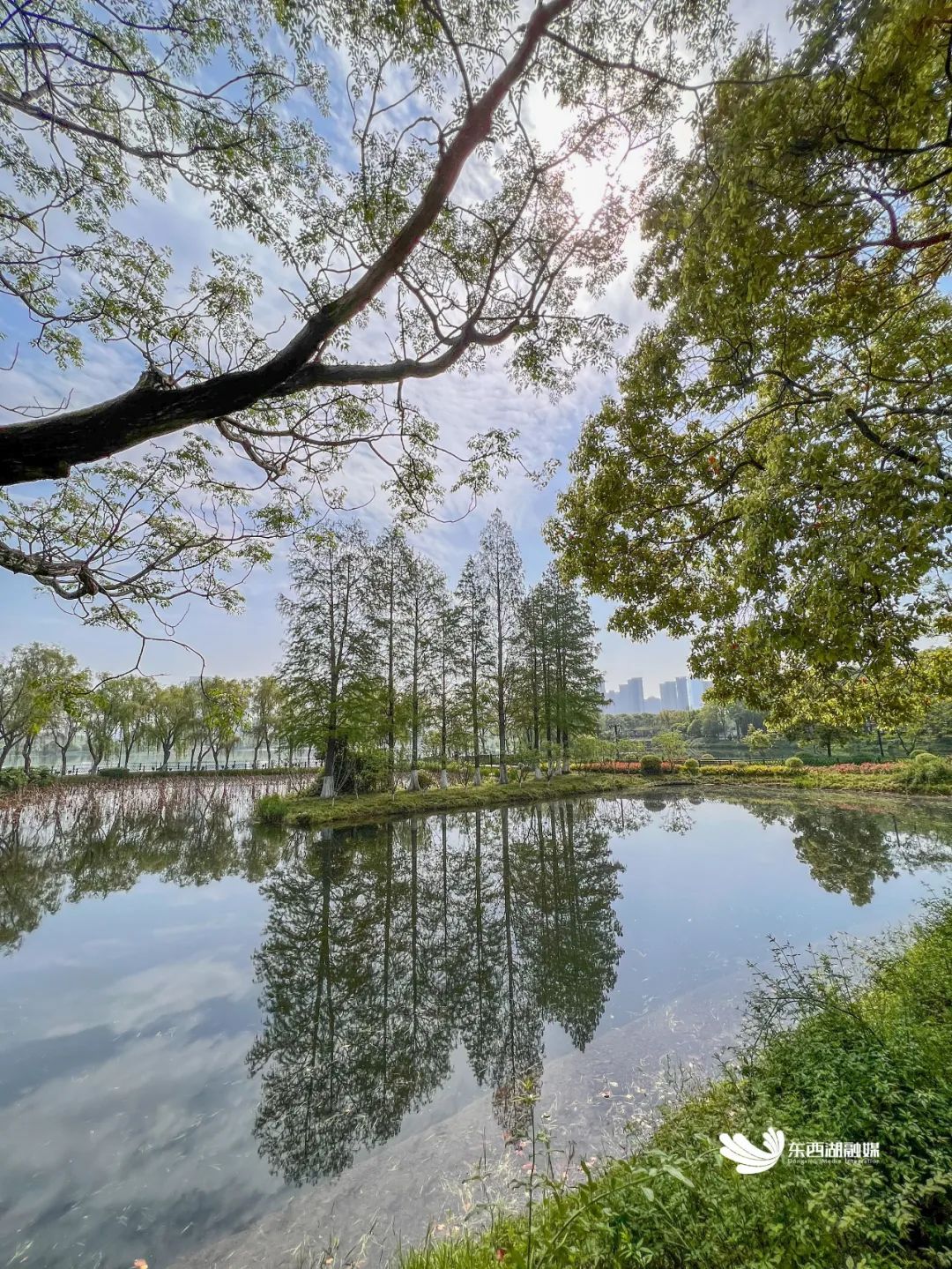 是一座以水生植物为主的地处金银湖新城的中心金银湖湿地公园1080p1