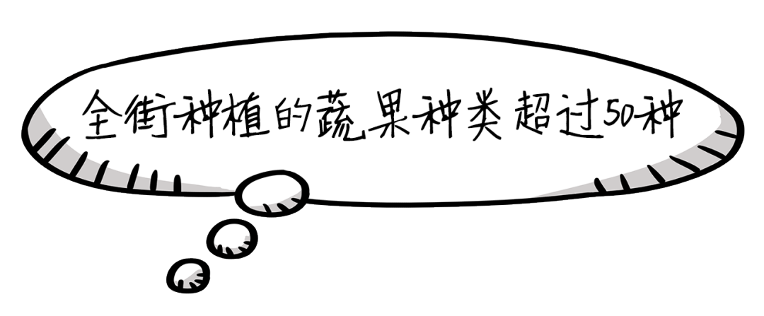 黄油桃和黄桃价格的区别图片