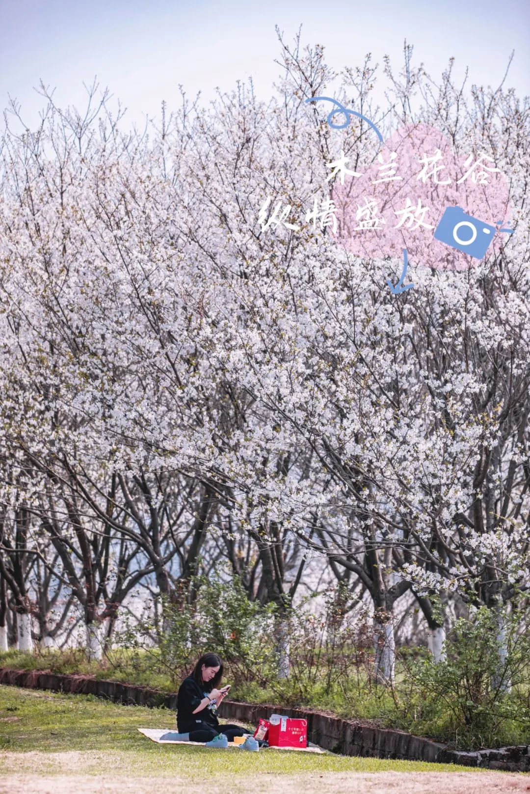 武汉黄陂:焕新迎客!木兰花谷解锁春日赏樱新玩法