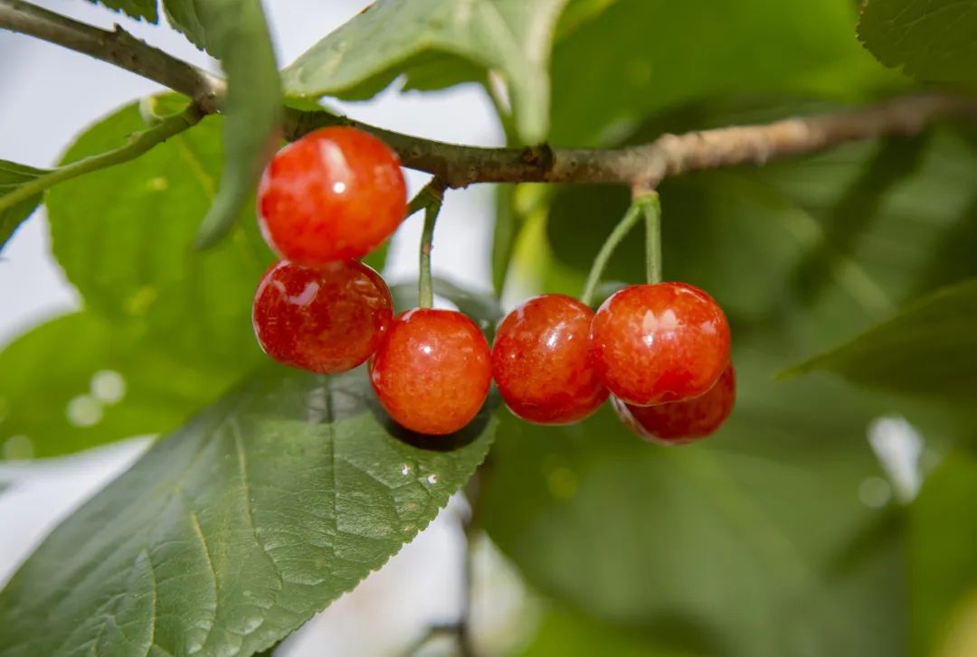 一颗颗弹珠大小的樱桃藏在绿叶之间,饱满圆润,让人垂涎欲滴