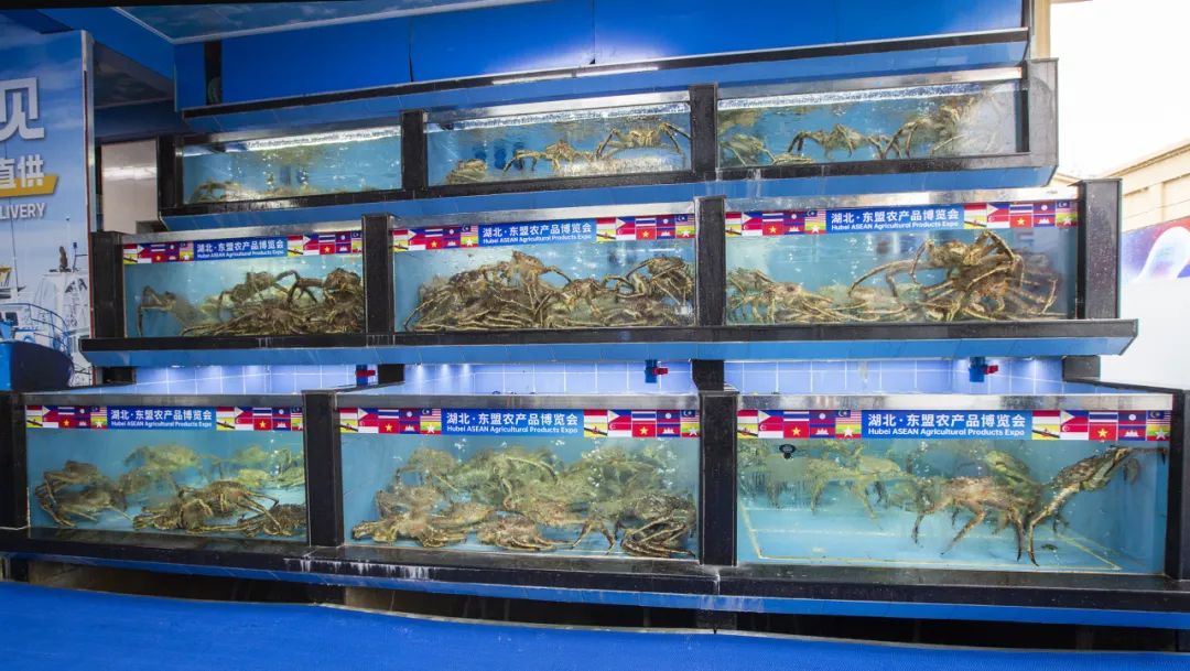 汉口北渔人码头海鲜供应链再增新链路