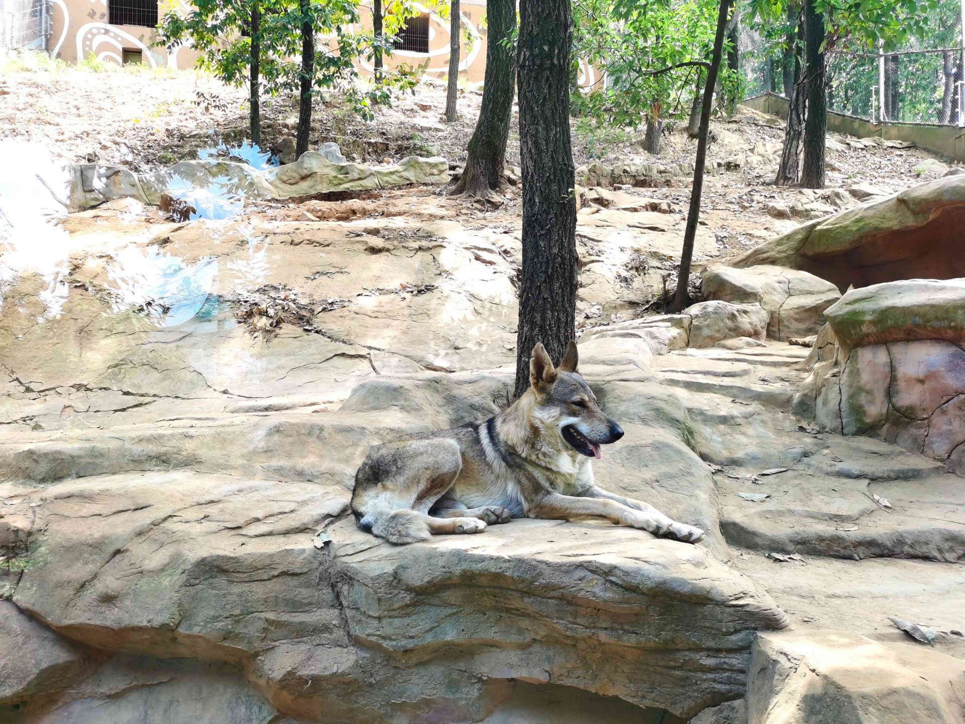 七匹小狼出生后,狼群数量急速扩张,为防止成年狼群伤害小狼宝宝,工作