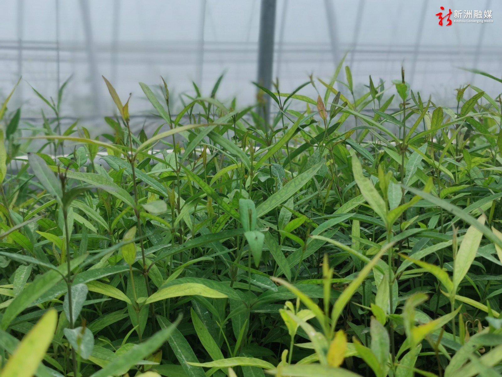 首吃螃蟹新洲漂浮盘水培育苗助力中药材增产增收