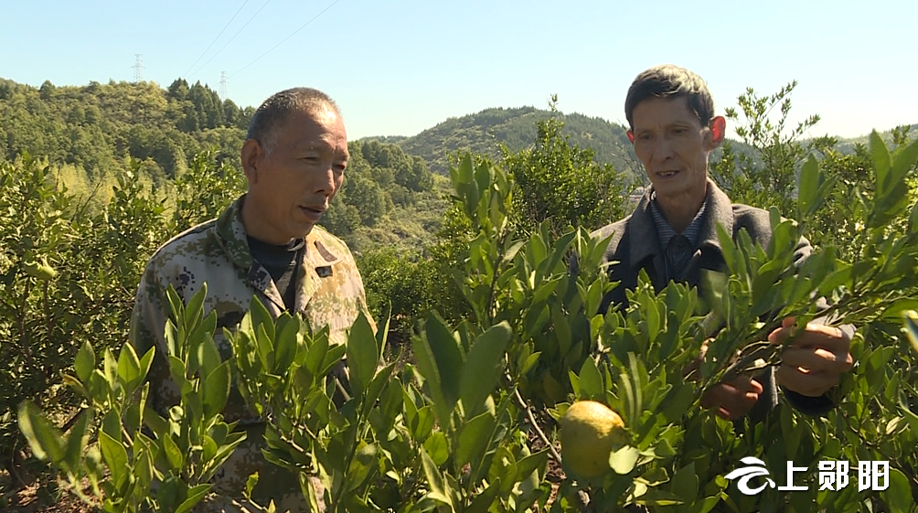 【喜迎二十大】谭家湾镇谭家湾村:硕果累累庆丰年 乡村振兴迎盛会_云