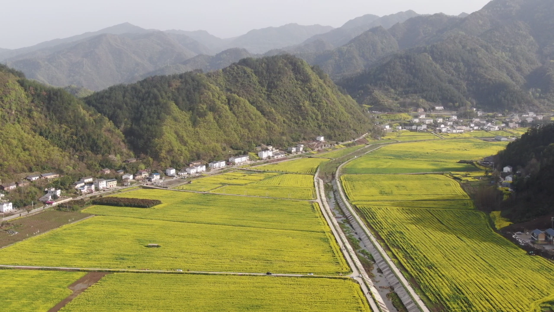 郧阳区五峰乡:油菜花开正当时 金色田园秀美如画_云上郧阳