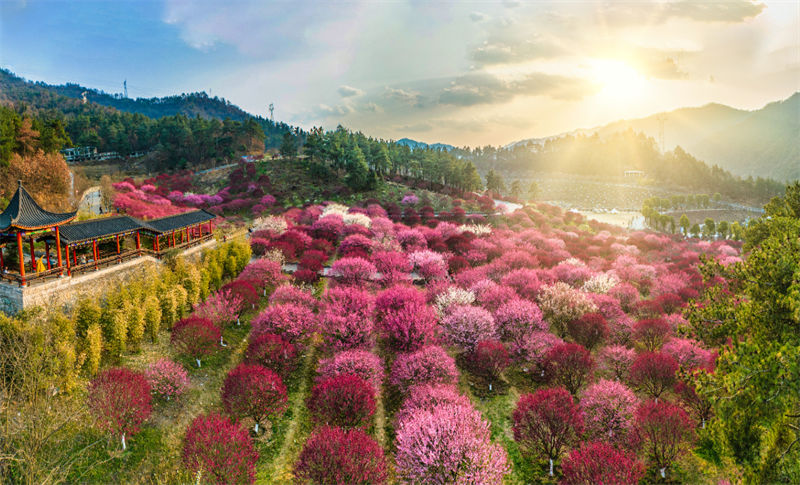 秦巴生态植物园