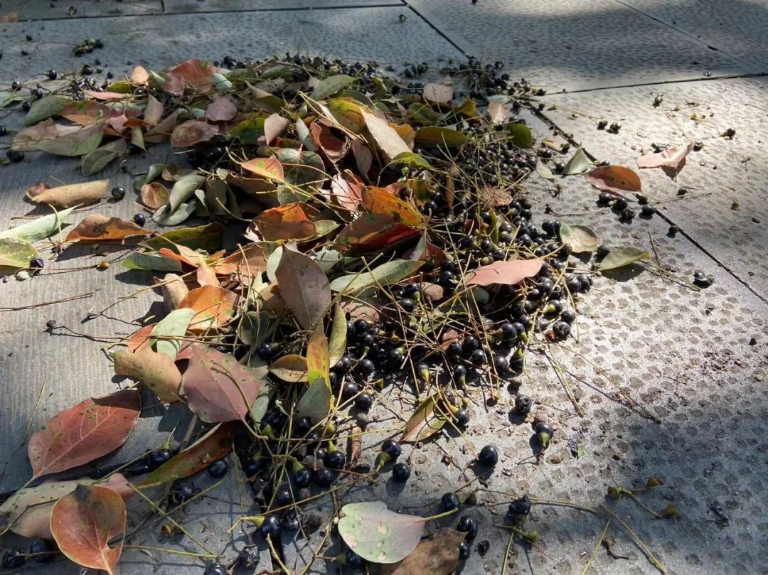 610ffe91ccf238e20b3775108c500f56