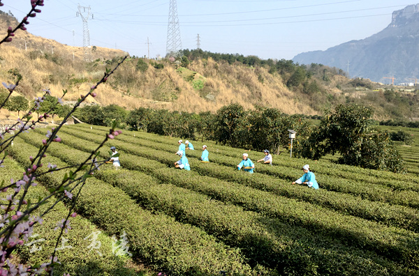 邓村绿茶集团万吨绿茶出口基地春茶开园