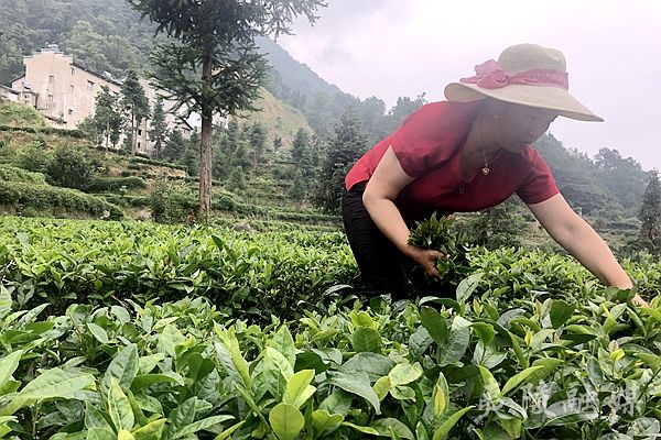 乡竹林湾村的一处鲜叶收购点,前来卖鲜叶的茶农络绎不绝,大家将一袋袋