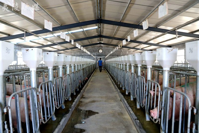 每日夷陵丨国家高新技术养猪企业——家家有