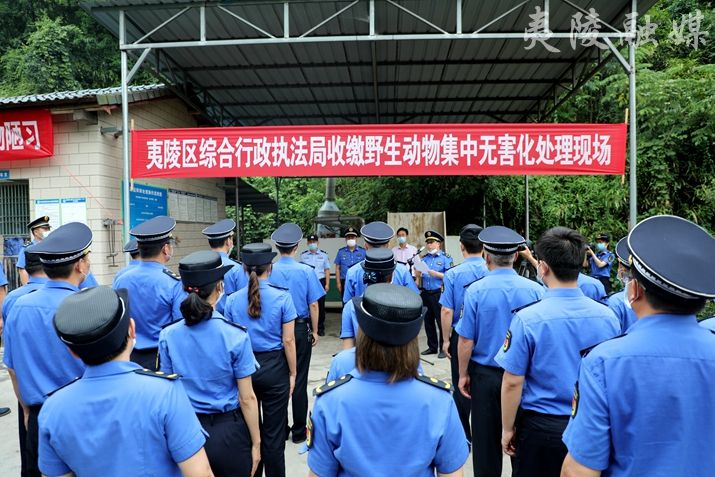 夷陵区集中无害化处理野生动物死体