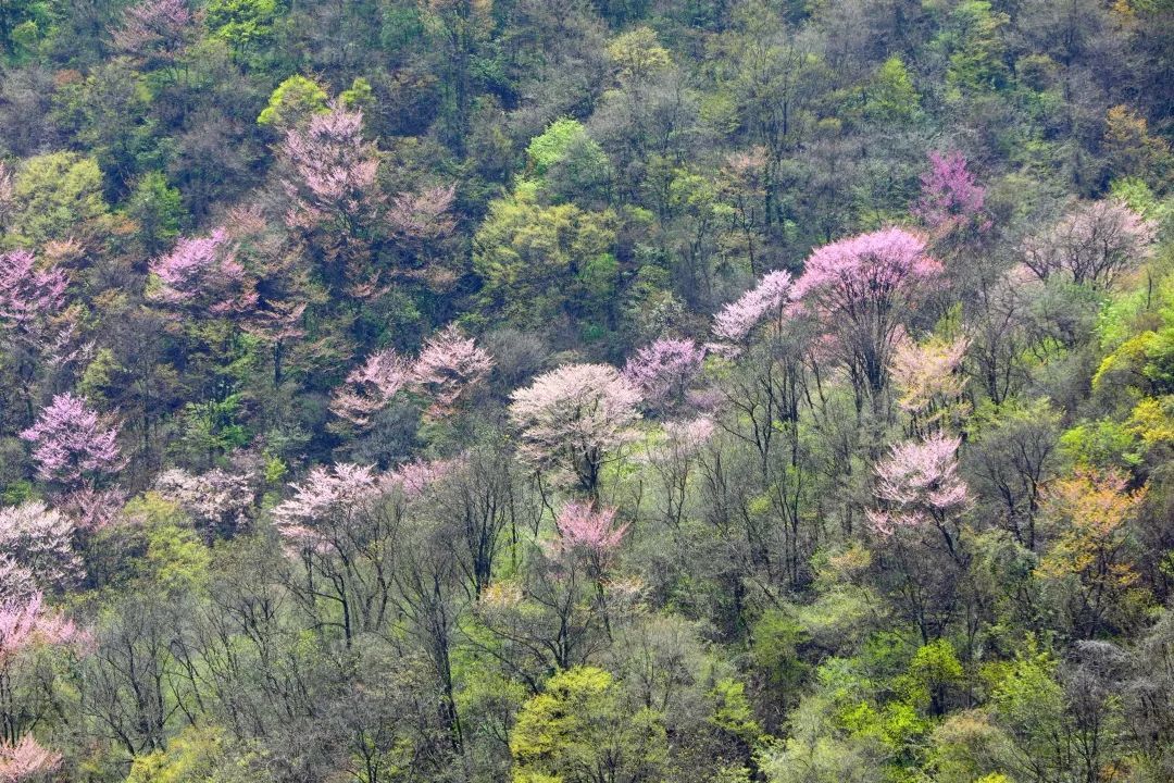 百里荒花海图片