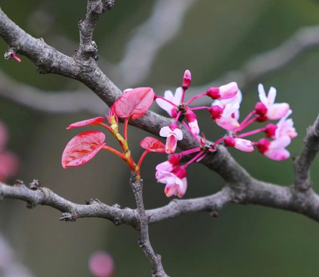 百里荒花海图片