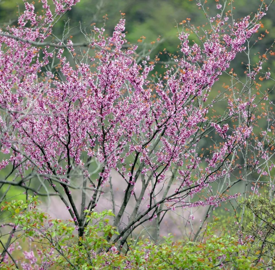 百里荒惊现万亩野生紫荆粉色花海美爆春天